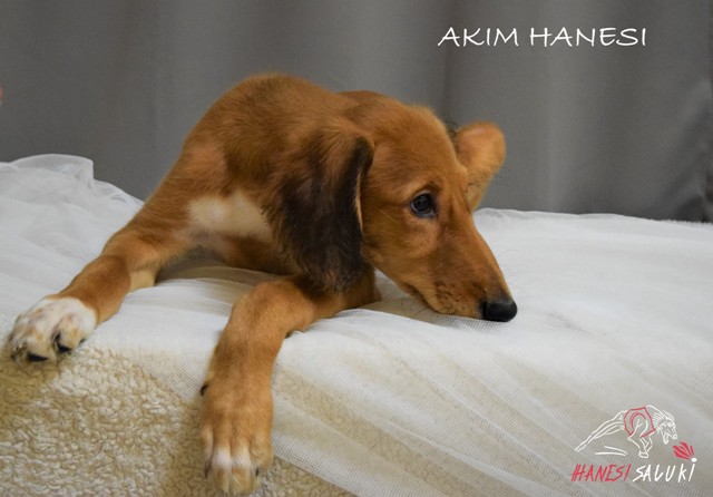 AKIM 10T 3