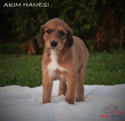 AKIM 1M 1