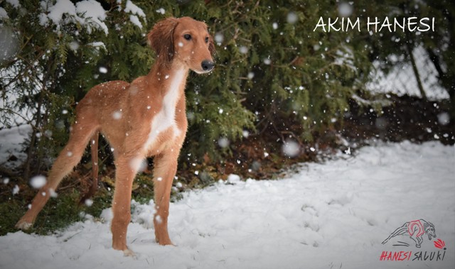 AKIM 35M