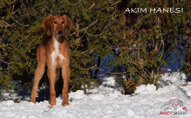 AKIM S