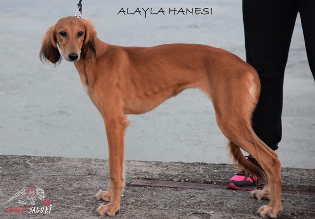 ALAYLA55T 1