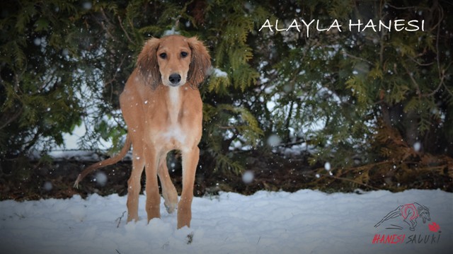 ALAYLA 35M 1