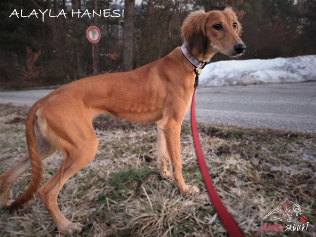 ALAYLA 55T2
