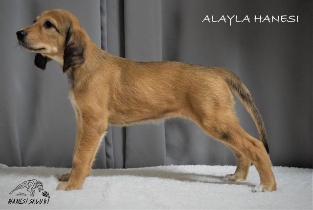 ALAYLA 6T