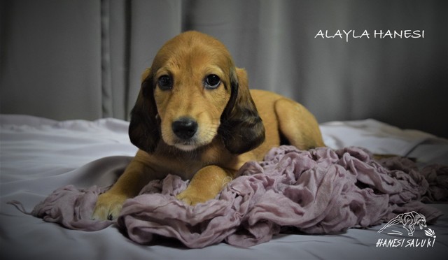 ALAYLA 6T 1