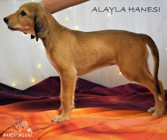 ALAYLA 7T