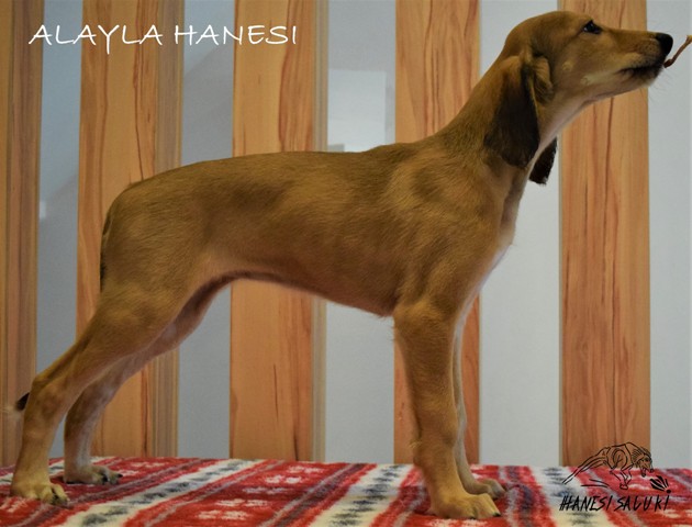 ALAYLA 9T 1