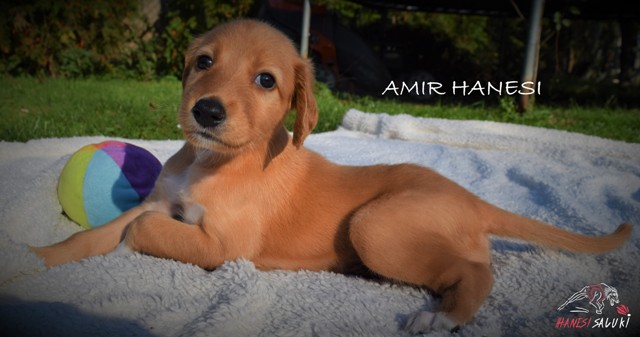 AMIR 1M 1