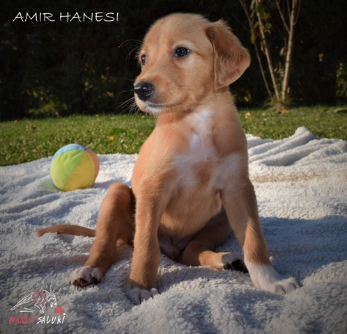 AMIR 1M 2