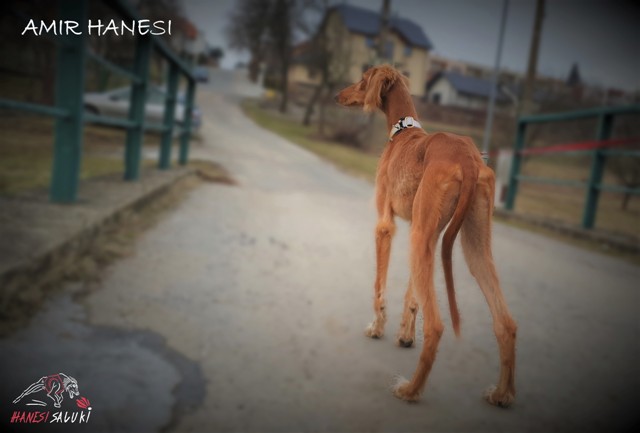 AMIR 55T 2 MALÝ