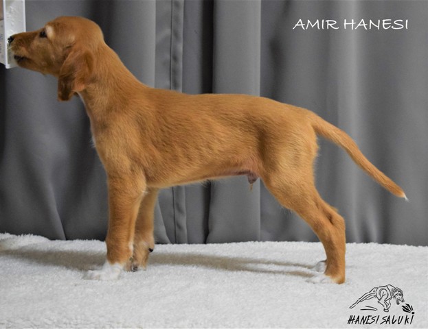 AMIR 6T