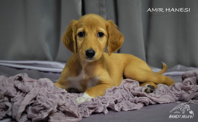 AMIR 6T 1