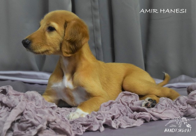 AMIR 6T 2