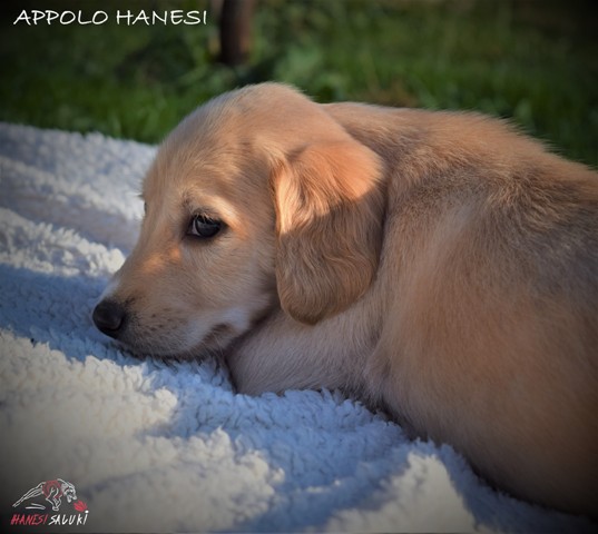 APPOLO 1M