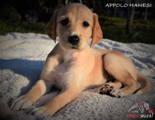 APPOLO 1M 1