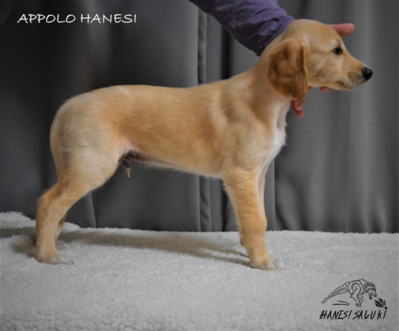 APPOLO 6T