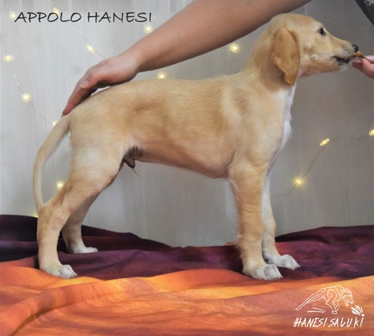 APPOLO 7T