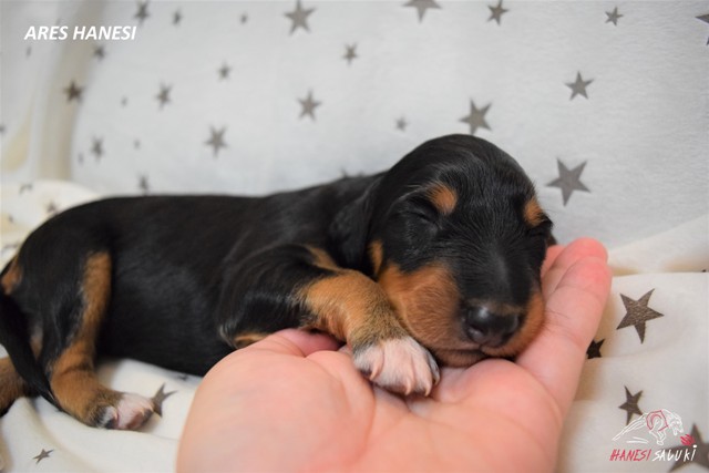 ARES BLACK TAN BOY