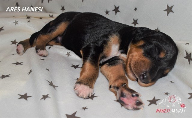 ARES BLACK TAN BOY 1