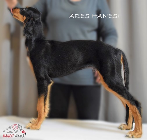 ARES 13T 2