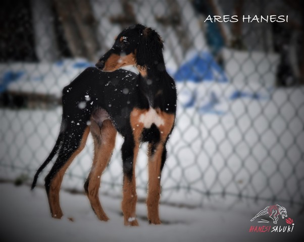 ARES 35 M