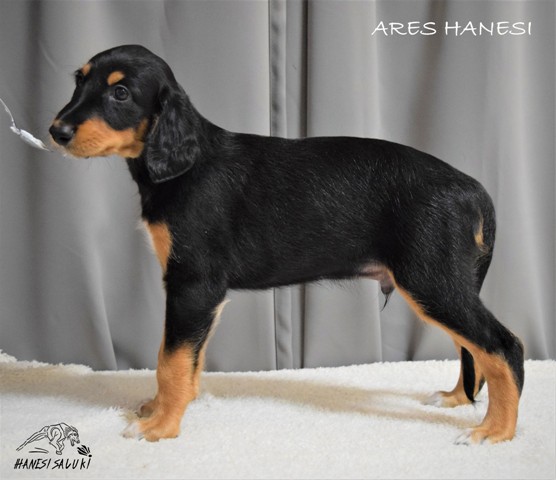 ARES 6T