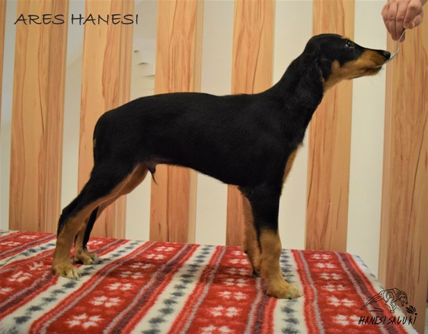 ARES 9T