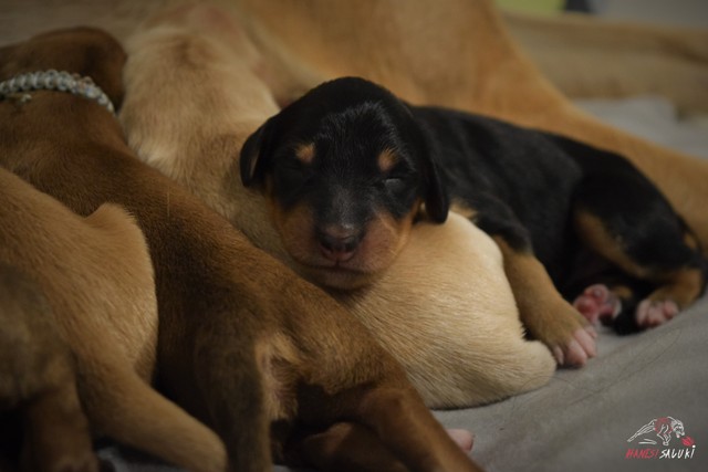 Ares