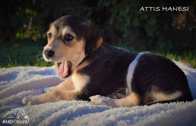 ATTIS 1M