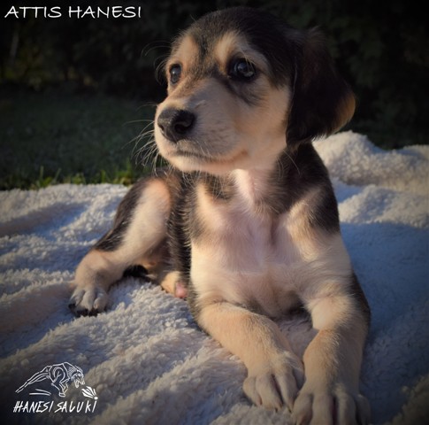 ATTIS 1M 2