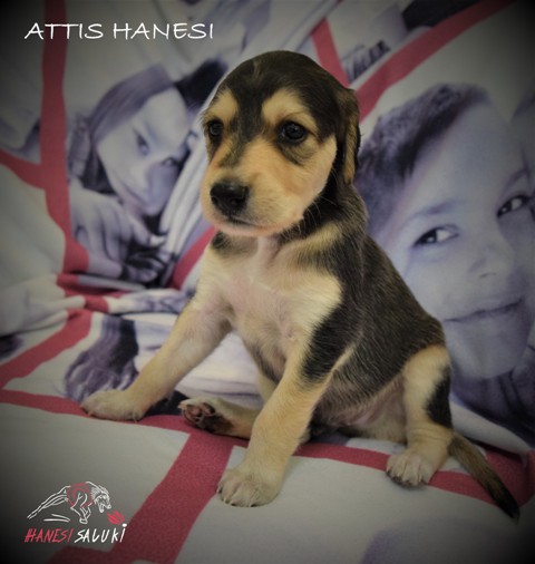 ATTIS 2