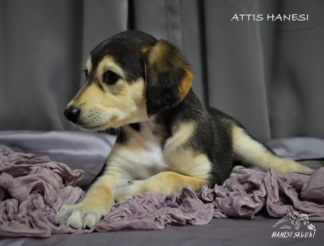 ATTIS 6T 