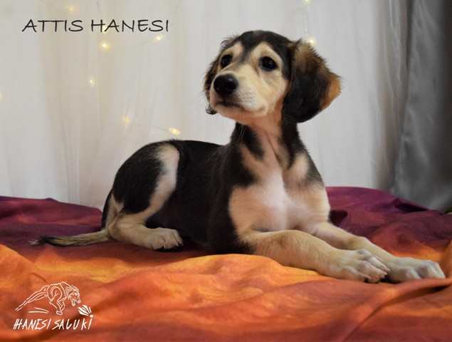 ATTIS 7T