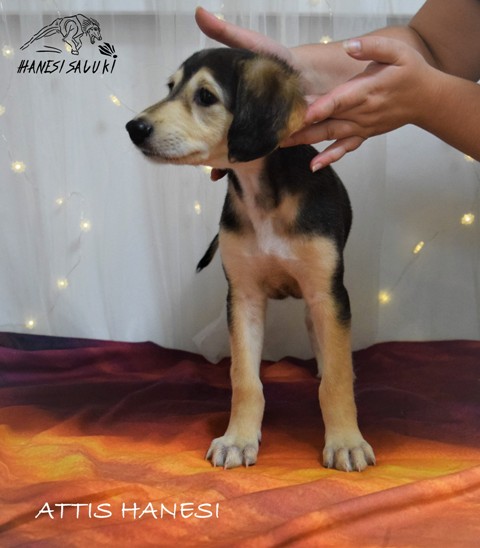 ATTIS 7T 2
