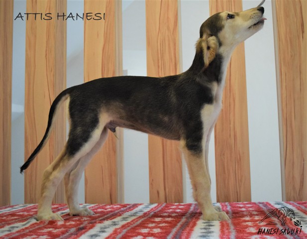 ATTIS 9T