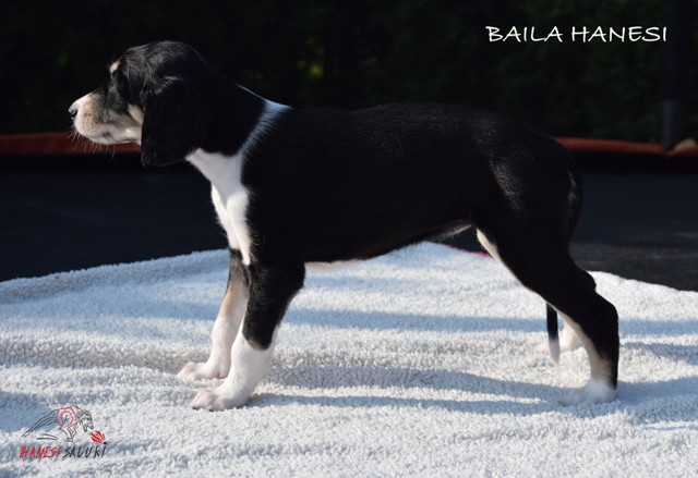 BAILA 1M 2