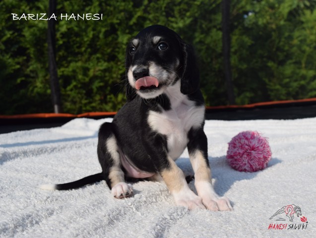 BARIZA 1M 