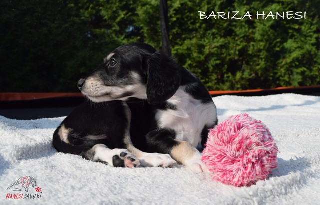 BARIZA 1M 1