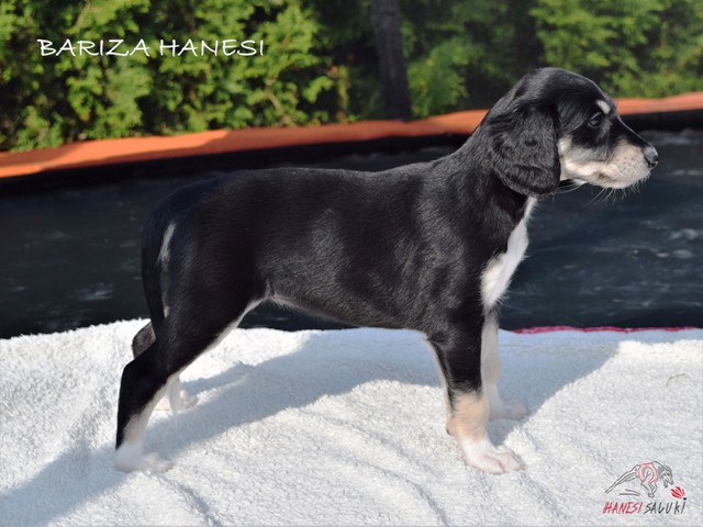 BARIZA 1M 2