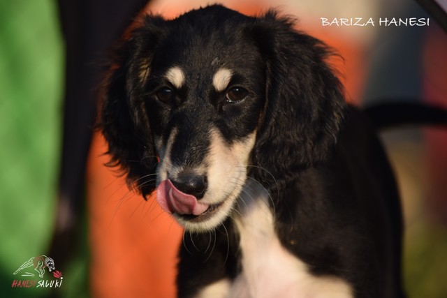 BARIZA 9T