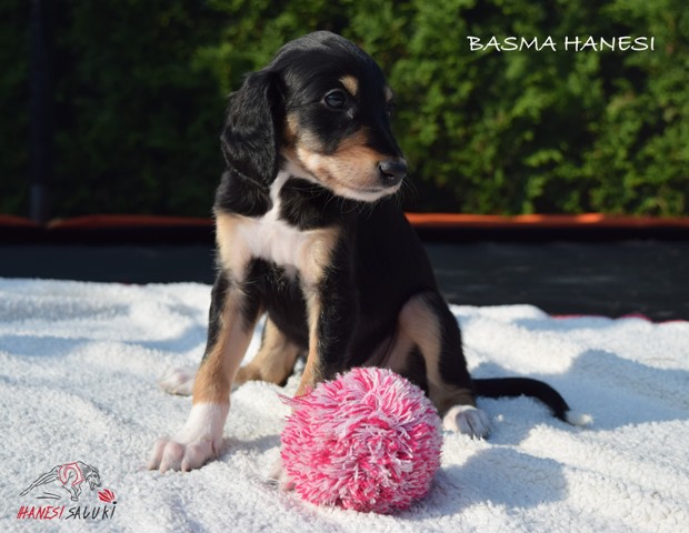 BASMA 1M 2