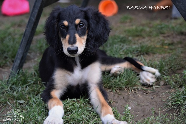 BASMA 25 M 1