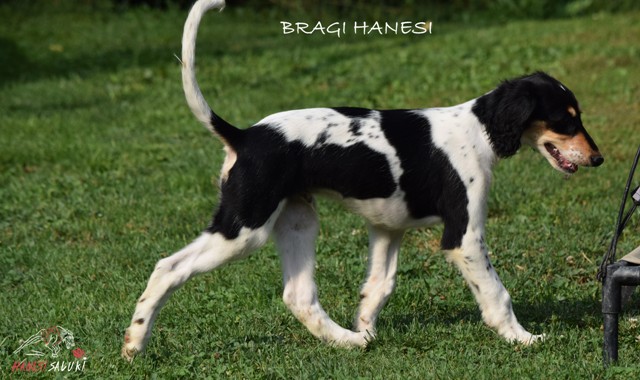 BRAGI 25 M