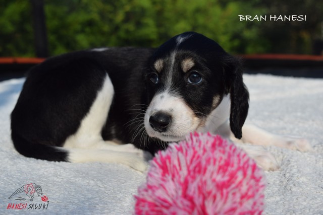 BRAN 1M