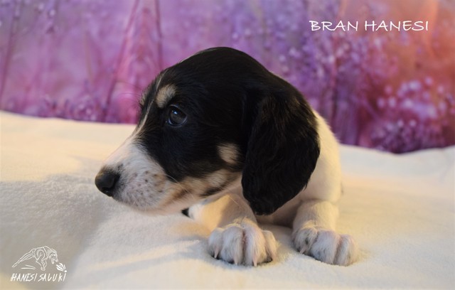 BRAN 1M 1 doma