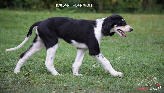 BRAN 25 M 