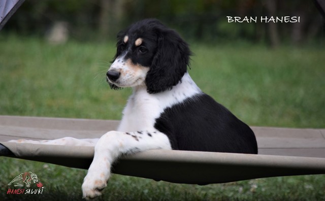 BRAN 25 M 1