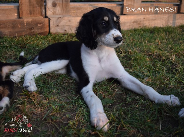 BRAN 7T