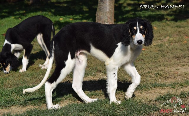 BRIAN35M