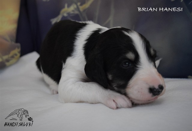 BRIAN 25T